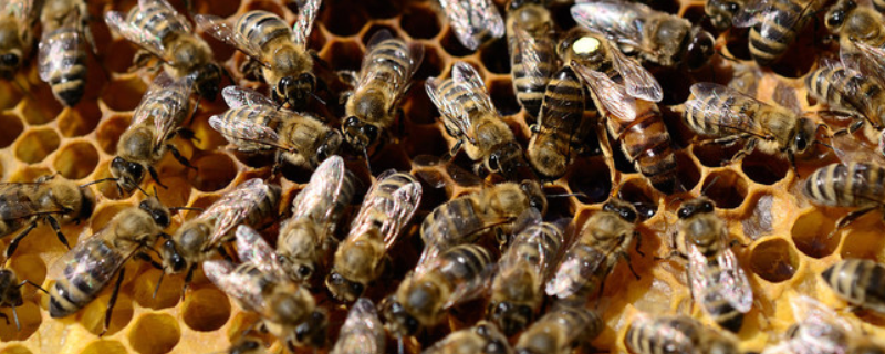 蜜蜂晚上介王容易成功吗，附操作原理及介王方法