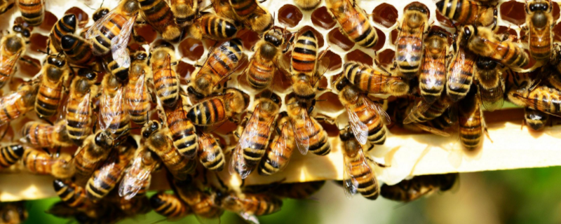 一脾蜂一个月繁殖多少，附蜂群结构（两脾意蜂40天可繁殖多少脾）