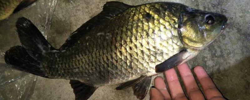 野钓鲫鱼最佳窝料配方，附其做法（钓鲫鱼的窝料配方和制作流程）