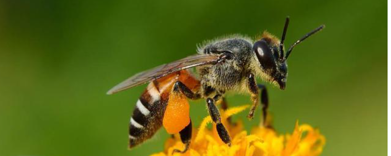 黑小蜜蜂是不是野生的，附生活习性 家养蜜蜂黑色的蜜蜂是什么蜂