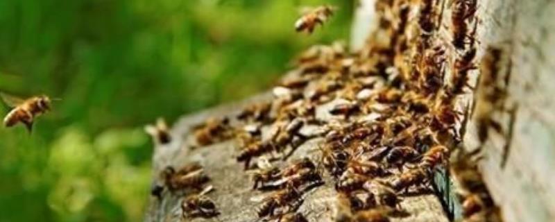 蜂群失王后多久会灭亡，附补救措施 长期失王的蜂群应如何处理