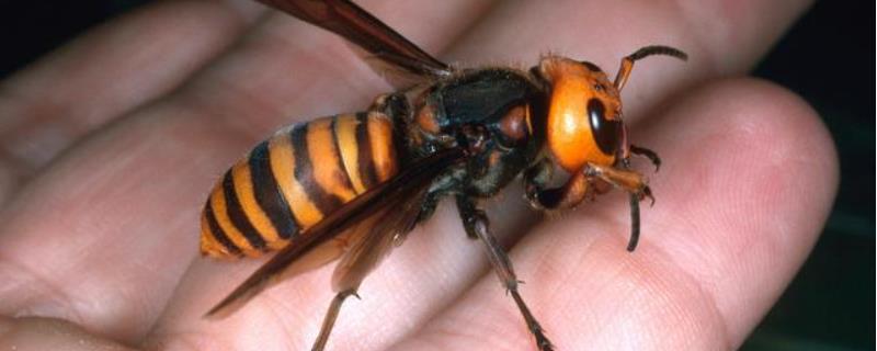 虎头蜂vs日本大黄蜂谁厉害，不分上下（虎头蜂和日本大黄蜂哪个厉害）
