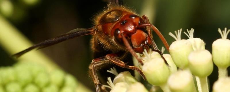 比虎头蜂还大的黑蜂是什么蜂 虎头蜂和黑尾蜂的区别