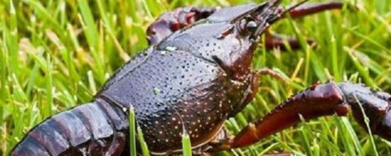 龙虾的生物特征，附生活习性（龙虾的生活栖息环境）