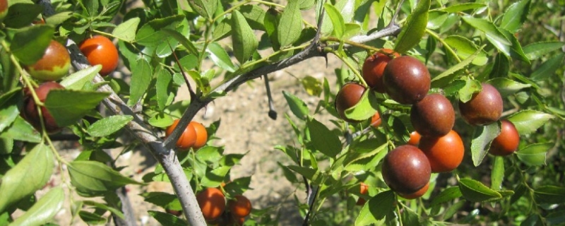 枣树什么时候开花，枣树的地理分布 枣树是几月份开花