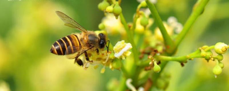 椴树蜜和百花蜜哪个好，附区别 椴树和百花蜜的区别