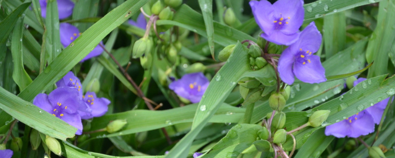 白芨一亩要多少种苗 白芨一亩需多少种苗