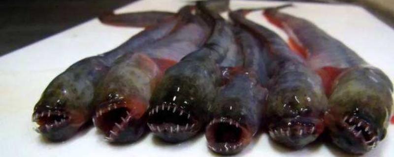 狼牙虾虎鱼吃什么，分布在什么地方（狼牙虾虎鱼的营养价值）