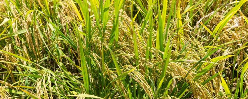 什么水稻品种亩产1365公斤（杂交水稻的亩产量是多少斤）