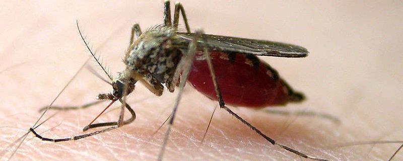 蚊子寿命是多少天，蚊子都吸血吗 蚊子吸血后的寿命有多长