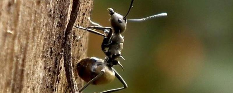 蚂蚁是不是昆虫（蚂蚁是不是昆虫类的动物）