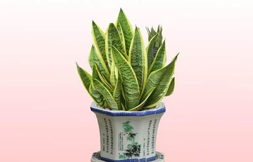 卧室里适合养什么样的植物（卧室里适合养什么样的植物图片）