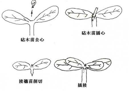 苹果树能嫁接木瓜海棠吗（木瓜树可以嫁接海棠吗）