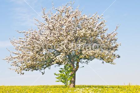 苹果树先长叶还是先开花（苹果先长叶子还是先开花）