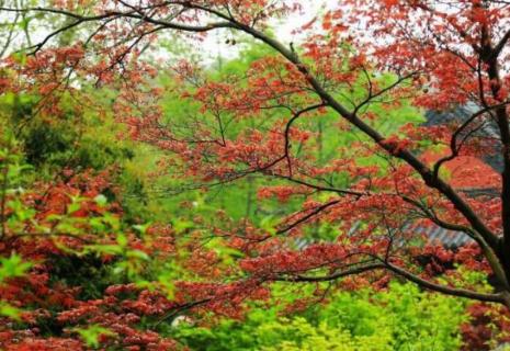 红枫开花吗 红枫叶会开花吗