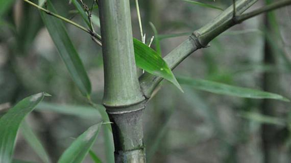 实心竹子有几种 实心竹子有几种颜色