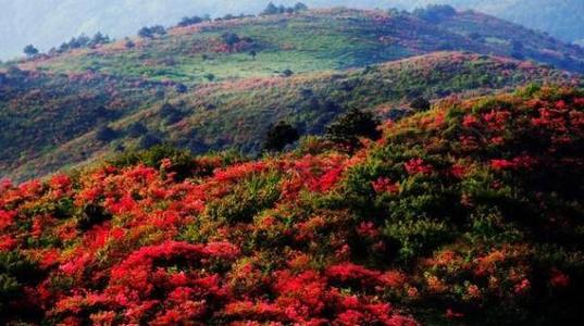 菌子山杜鹃花几月份开 师宗菌子山杜鹃花什么时候开