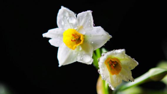 水仙花什么时候开放时间（水仙花什么时候开放时间最好）