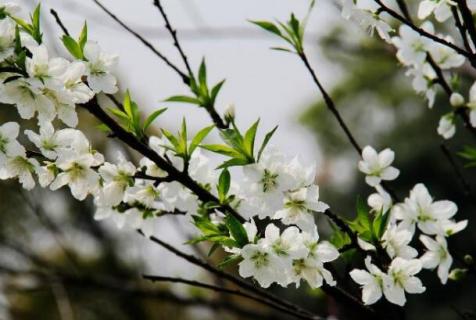 白色的桃花象征着什么（白色的桃花长什么样子）