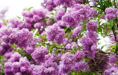 丁香花适合庭院种植吗（丁香树适合庭院种植吗）