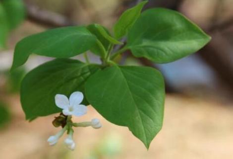 丁香花叶子是什么形状 丁香花的叶子长什么样子