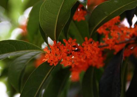 桂花树在北方能活吗 桂花树在北方能活吗?