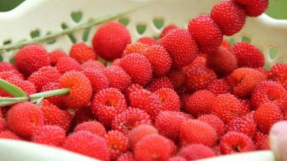 野草莓什么时候成熟 野草莓是几月份成熟的