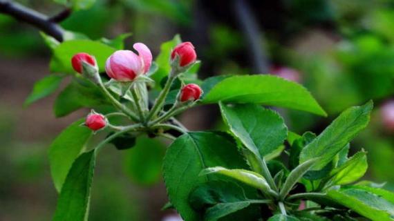 苹果花露红是什么样 苹果花露红是什么样子