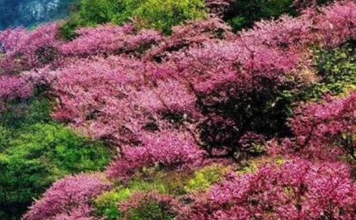 太平峪紫荆花开花时间（太平峪紫荆花开花时间是几月）