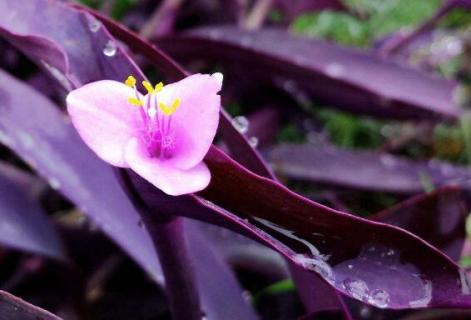 紫吊兰怎么养殖 紫吊兰怎么养殖才能开花