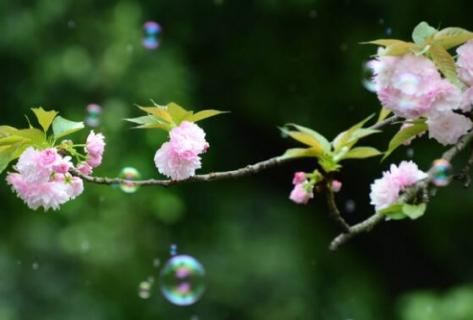 樱花的美称 樱花的美称有哪些