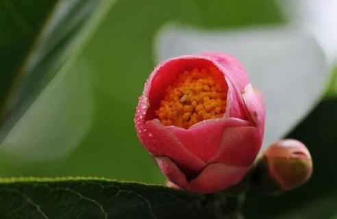 茶花花苞变枯原因 茶花花苞枯萎的原因