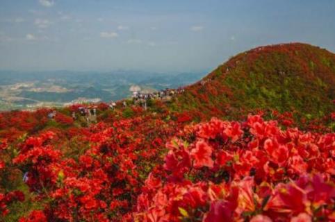 丹寨龙泉山杜鹃花什么时候开 丹寨龙泉山杜鹃花什么时候开放