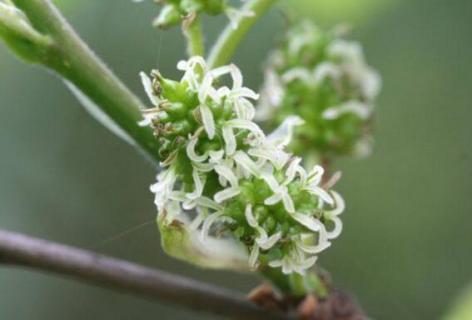 桑树花是单性花还是两性花 桑树是单性花还是双性花