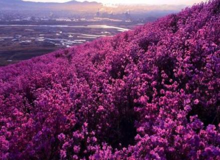 扎兰屯杜鹃花节时间 扎兰屯杜鹃花开是什么时间