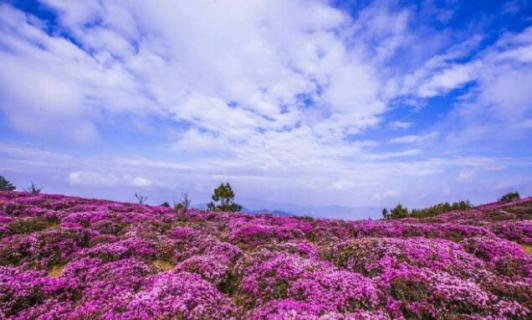 马鹿塘杜鹃花几月份开 马鹿塘杜鹃花几月份开花