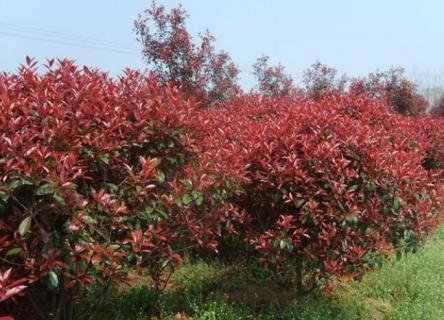 红叶石楠树的寓意 红叶石楠树的寓意和风水