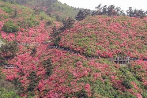 黄陂云雾山杜鹃花什么时候开（黄陂云雾山杜鹃花什么时候开的）