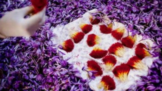 什么是伊朗番红花 西藏伊朗红花区别