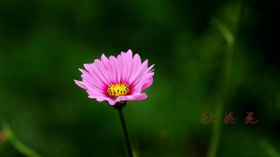 秋英花的花语是什么（秋英 花语）