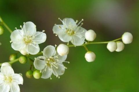 珍珠梅一年开几次花（珍珠梅一年开几次花呀）