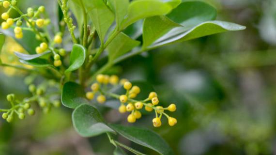 什么是米兰花（米兰花是兰花吗）