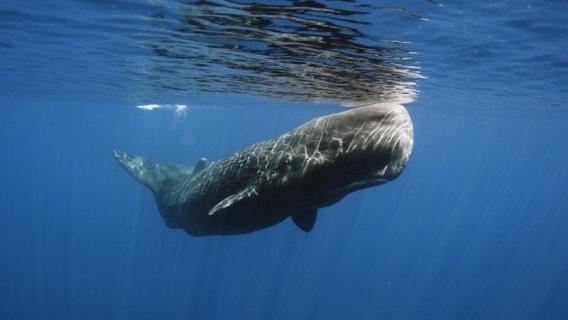 长须鲸尺寸多长 长须鲸有多长