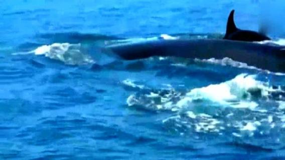 长须鲸濒危怎么办 长须鲸是保护动物吗