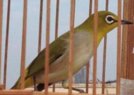 生鸟怕人撞笼怎么办 生鸟怕人撞笼怎么办图片