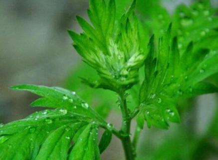 青蒿是什么植物 青蒿是什么植物类群