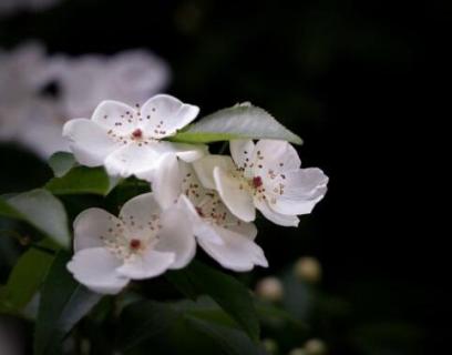 木香花为什么叫鬼招手（木香花为啥叫鬼招手）