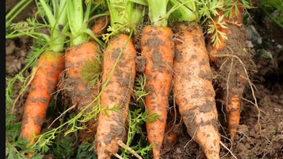 我们常吃的胡萝卜属于根状茎吗（我们常吃的胡萝卜属于根状茎吗对吗）