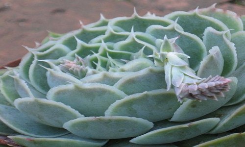 多肉植物蓝丝绒怎么养 多肉植物蓝丝绒怎么养好