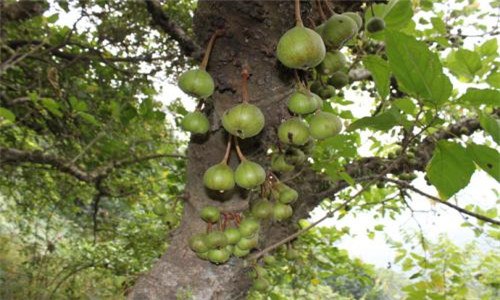 牛奶树果可食吗 野生牛奶果树